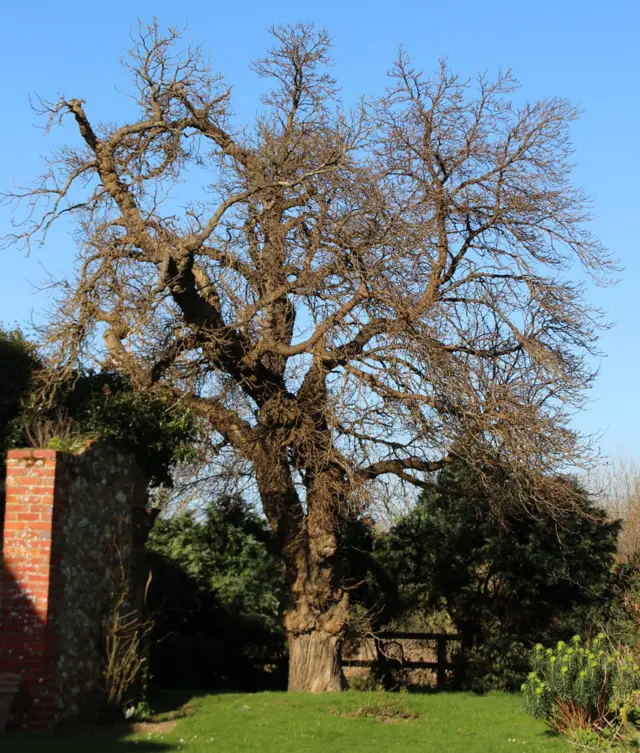 Heacham Manor Hotel mulberry tree