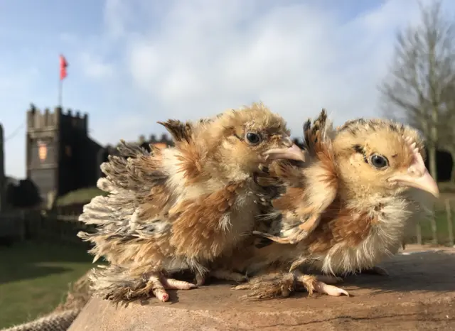 Frizzle chicks