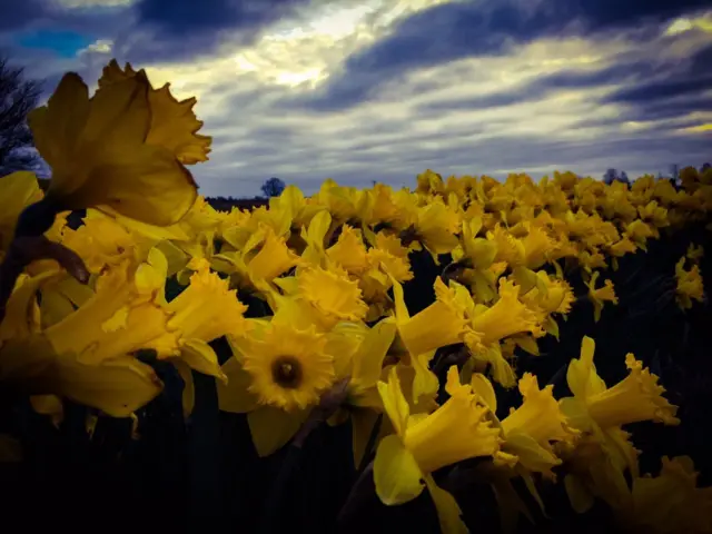 daffs