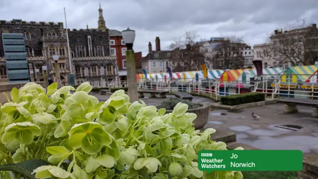 
          Norwich market, overcast, with green-coloured hellebores in the front of the shot
        