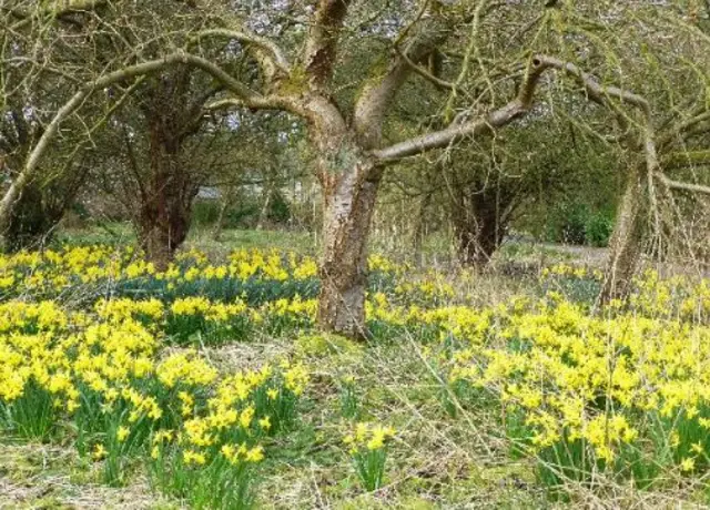 Daffodils in Harrogate