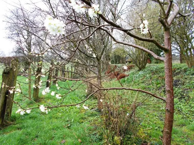 Blossom in Lyonshall