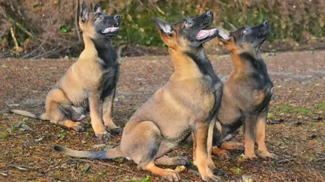 The three young dogs, sitting down