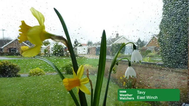 
          A vase with daffodils on snowdrops, in front of a rain-spattered window overlooking a garden
        