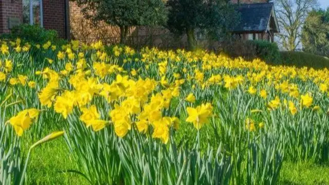 Daffodils