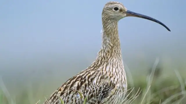 Curlew