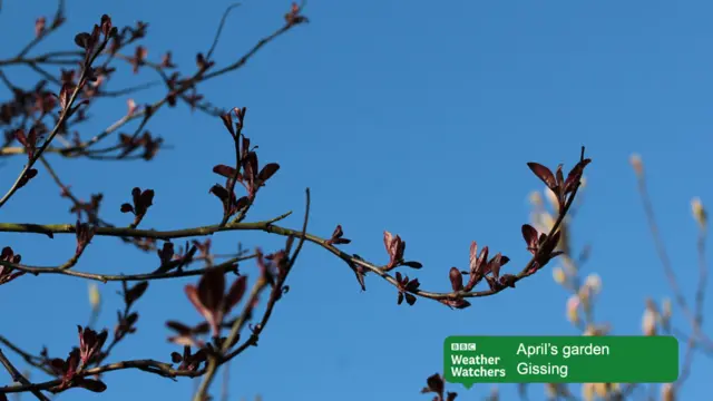 Blossom and buds against a blue sky