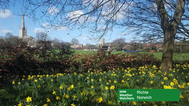 
          Daffodils growing in grass, with Norwich Cathedral in the background and blue cloudy sky
        