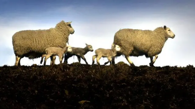 Sheep and lambs