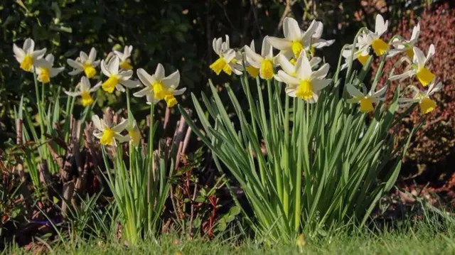 Daffodils in Alvechurch