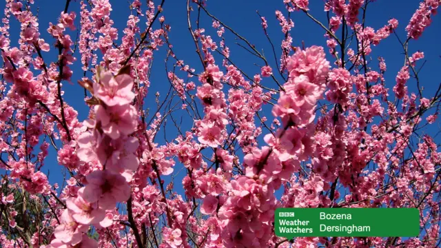 Pink blossom against a blue sky