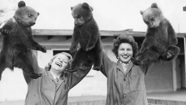 
          Whipsnade Zoo's triplet brown bear cubs being held aloft by their keepers on the occasion of their public debut
        