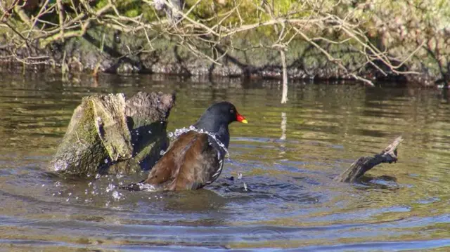 Moorhen washing