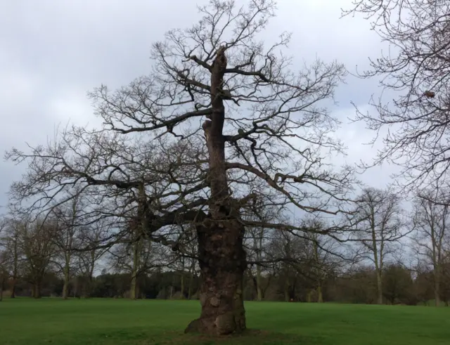 The tree which Mabel usually resides in