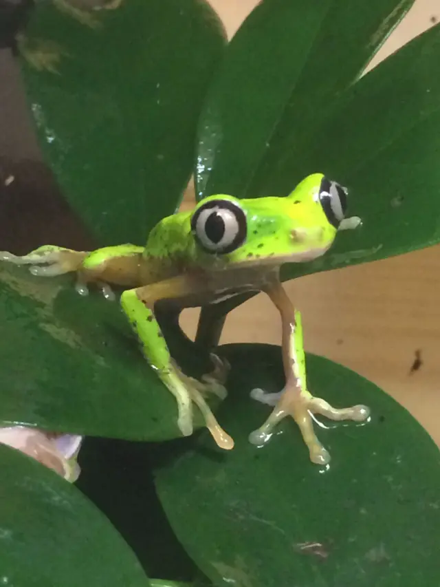 Lemur leaf frog