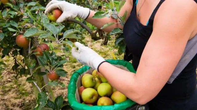 Fruit picker