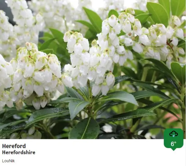 Flowers covered in rain in Worcester