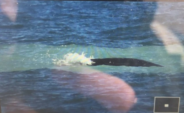 Whale