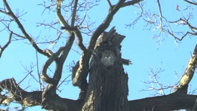 Mabel in the tree