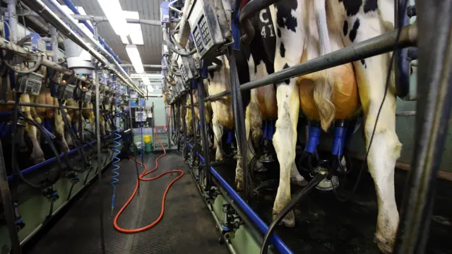 Cows being mechanically milked