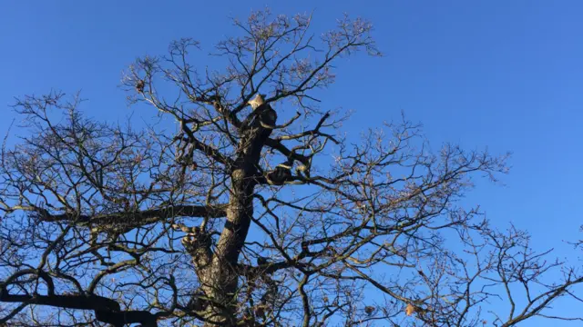 Mabel in the tree, in December