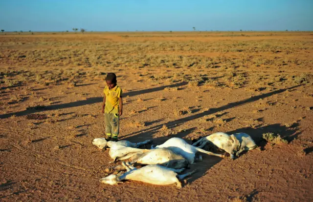 
          A boy looks at a flock of dead goats in a dry land close to Dhahar in Puntland, northeastern Somalia, on December 15, 2016. Drought in the region has severely affected livestock for local herdsmen
        