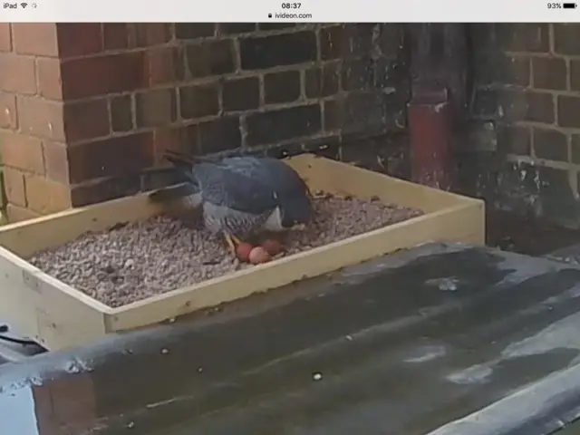 Nesting peregrine falcon