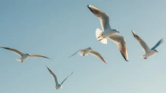 Seagulls