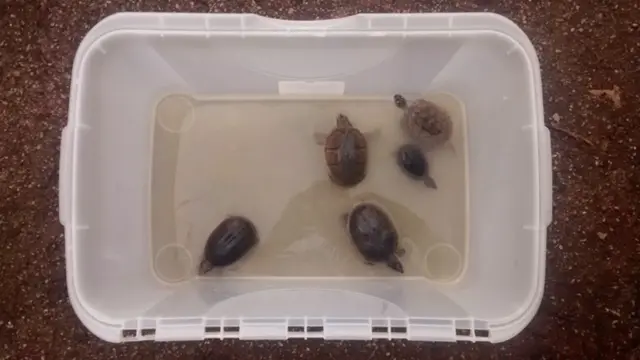 Abandoned turtles