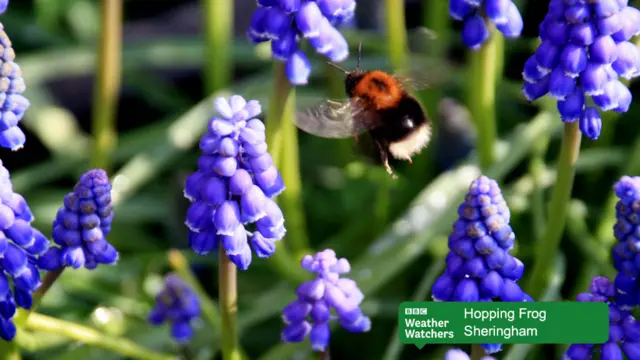 A bee with blue flowers