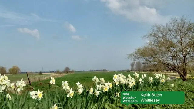 Daffodils in Whittlesey