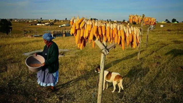 Woman tends to corn strung up to dry