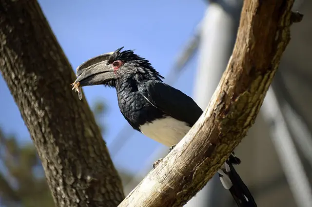 A trumpeter hornbill (Bycanistes bucinator)