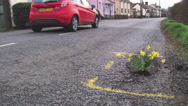 Daffodils planted in a pothole