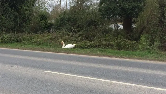 Swan by side of A10