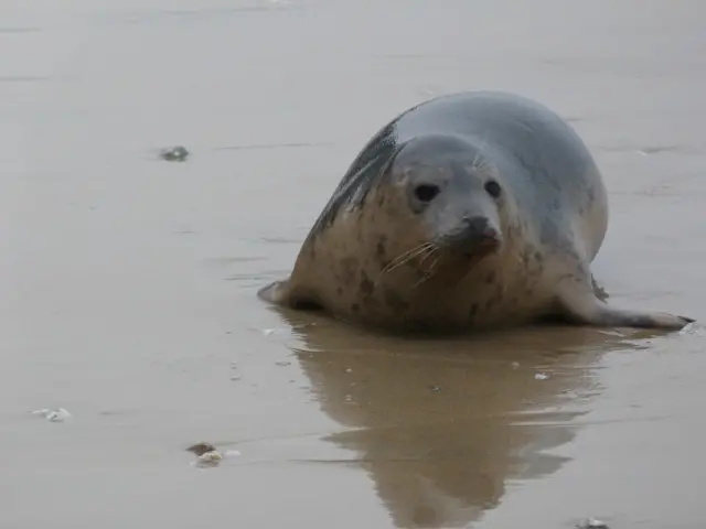 A seal on a beach