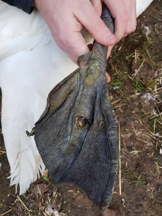 Swan with broken foot