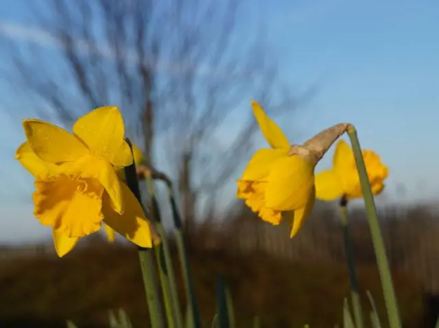 daffs