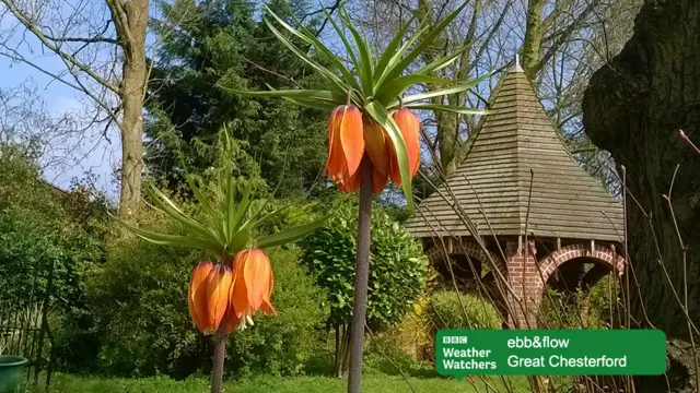 Great Chesterford