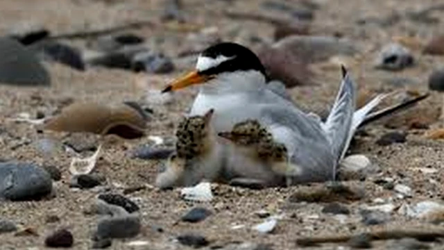 Little Tern