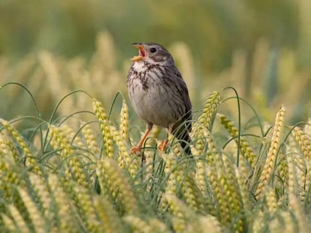 Corn Bunting male