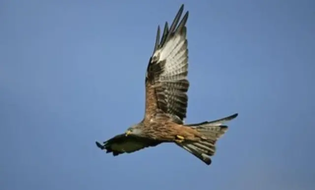 Red Kite