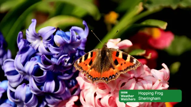 A butterfly on a pink hyacinth