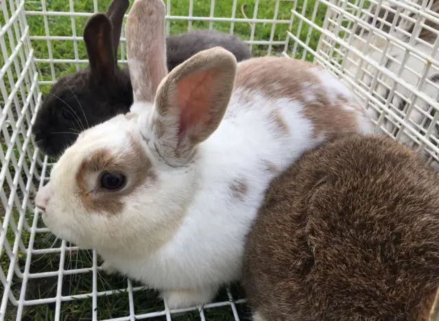 Rescued rabbits