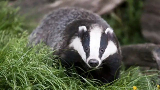 Badger