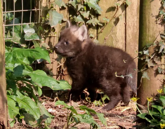 Wolf pup