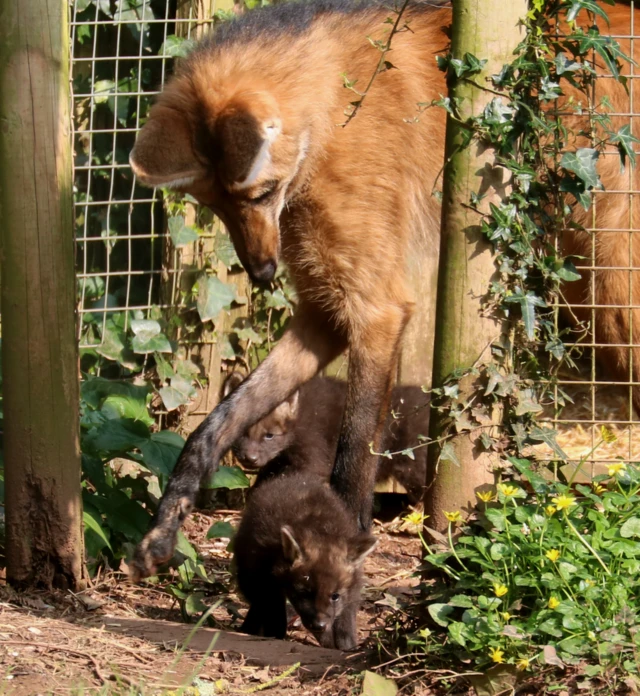 Maned wolf and cub