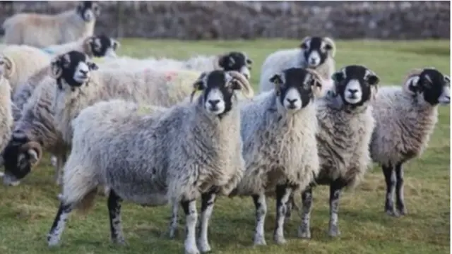 Sheep in the Yorkshire Dales