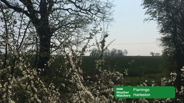 Trees in blossom