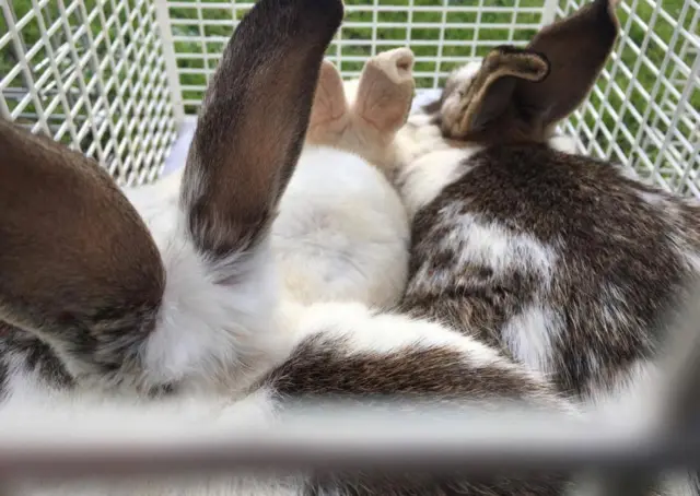 Rescued rabbits